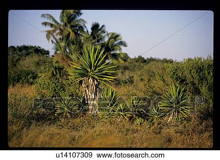 Palm trees View Large Photo Image Stock Photo - Palm trees. Fotosearch