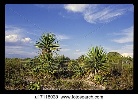 Stock Photo - Palm trees. Fotosearch