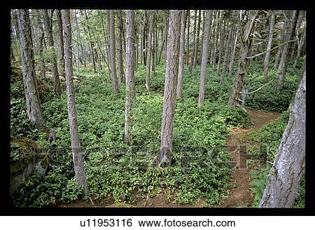 Path through the forest View Large Photo Image Stock Photograph - Path through the forest. Fotosearch