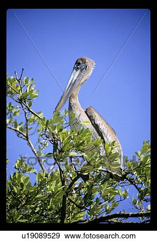 Pelican View Large Photo Image Stock Photo - Pelican . Fotosearch