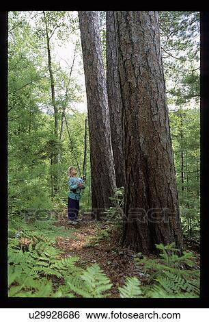 Stock Photograph - Person looking up at a tall tree. Fotosearch
