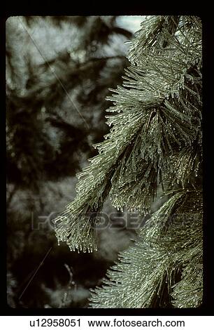 Pine branch View Large Photo Image Stock Image - Pine branch. Fotosearch