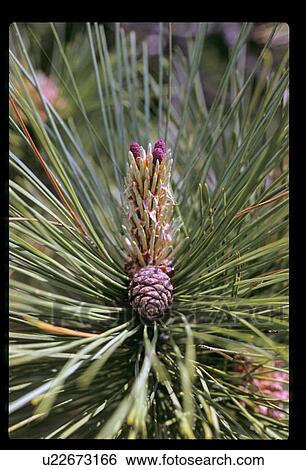Pine cone flower View Large Photo Image Stock Photograph - Pine cone flower. Fotosearch