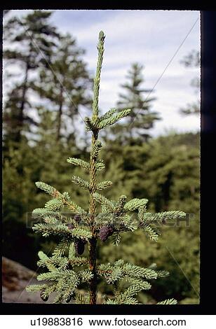 Pine tree View Large Photo Image Stock Photograph - Pine tree. Fotosearch