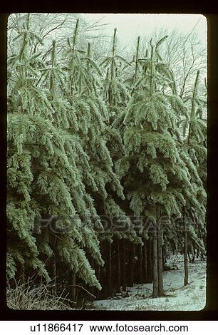 Stock Photo - Pine trees in snow. Fotosearch
