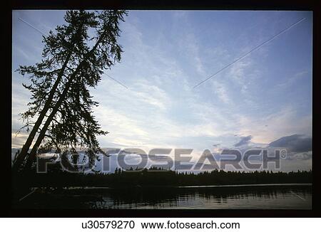 Pine trees on the shore View Large Photo Image Stock Image - Pine trees on the shore. Fotosearch