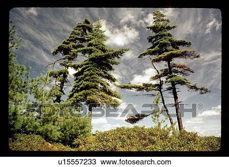 Pine trees View Large Photo Image Stock Image - Pine trees. Fotosearch