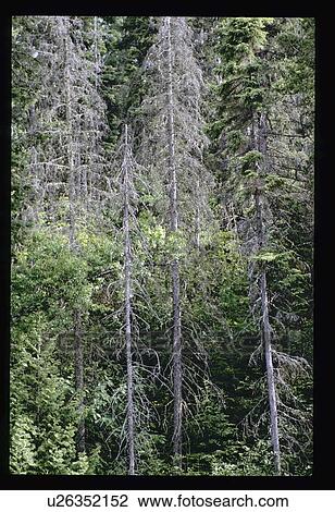Pine trees View Large Photo Image Stock Image - Pine trees. Fotosearch