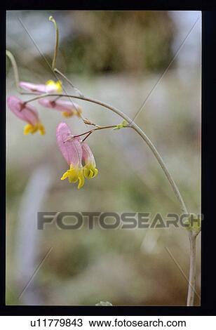 Pink and yellow flower View Large Photo Image Stock Image - Pink and yellow flower. Fotosearch