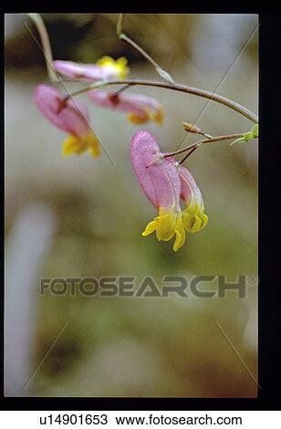 Pink and yellow flowers View Large Photo Image Stock Image - Pink and yellow flowers. Fotosearch