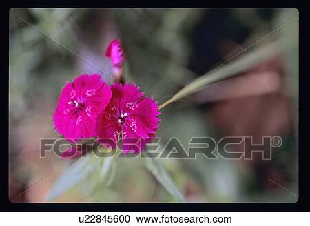 Pink flower View Large Photo Image Stock Image - Pink flower. Fotosearch