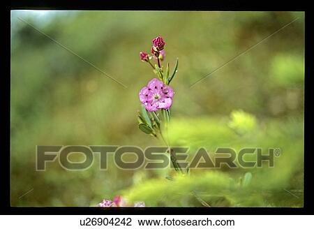 Pink flower View Large Photo Image Stock Image - Pink flower. Fotosearch