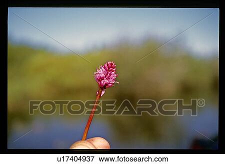Stock Photo - Pink flower. Fotosearch