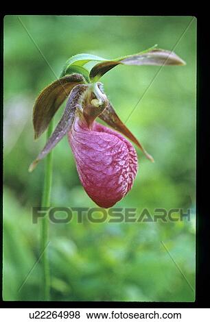 Pink flower View Large Photo Image Stock Photo - Pink flower. Fotosearch