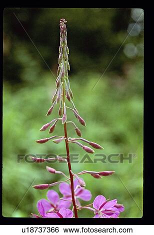 Pink flower View Large Photo Image Stock Photograph - Pink flower. Fotosearch