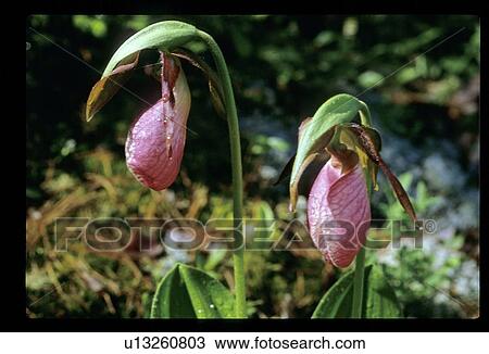 Stock Image - Pink flowers in a meadow. Fotosearch