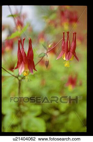 Stock Image - Pink flowers. Fotosearch