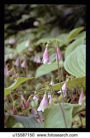Pink forest floor flowers View Large Photo Image Stock Image - Pink forest floor flowers. Fotosearch