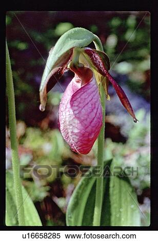 Stock Photography - Pink spout . Fotosearch