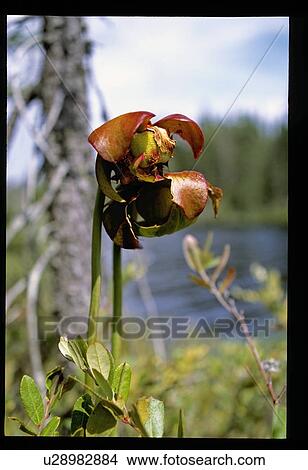 Picture - Plant in the forest. Fotosearch