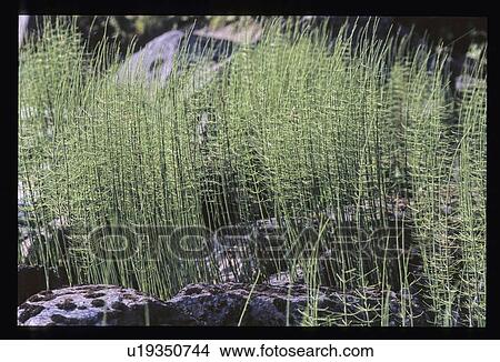 Picture - Plants growing out of rocks. Fotosearch