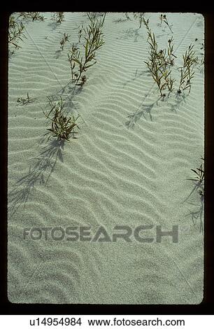 Picture - Plants growing out of sand. Fotosearch