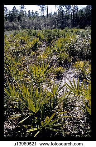 Stock Image - Plants on the forest ground. Fotosearch