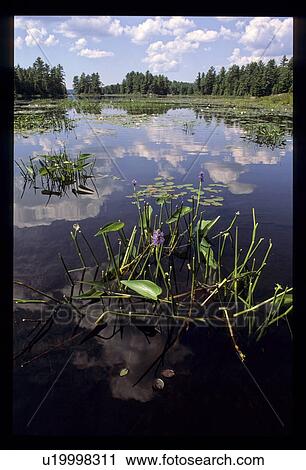 Pond by a forest View Large Photo Image Stock Image - Pond by a forest. Fotosearch
