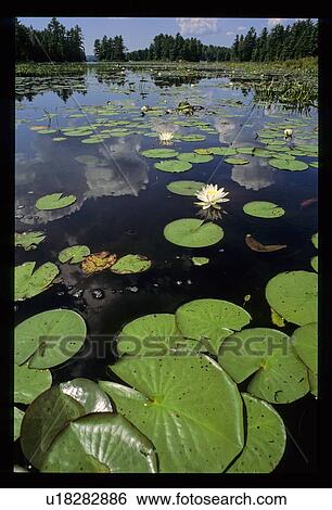 Stock Photograph - Pond by a forest. Fotosearch
