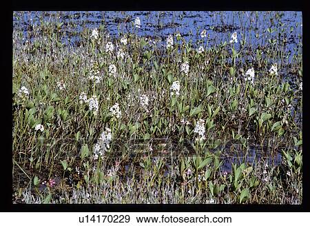 Stock Photo - Pond flowers. Fotosearch