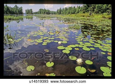 Pond View Large Photo Image Stock Image - Pond. Fotosearch