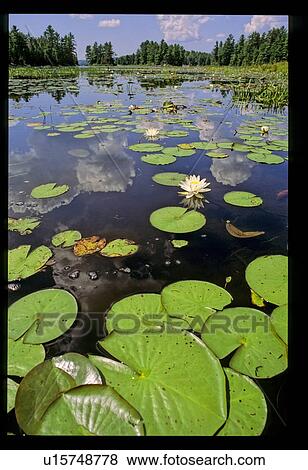 Pond View Large Photo Image Stock Photo - Pond. Fotosearch