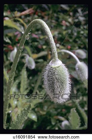 Poppy flowers View Large Photo Image Picture - Poppy flowers. Fotosearch