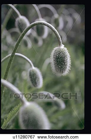 Stock Photo - Poppy flowers. Fotosearch