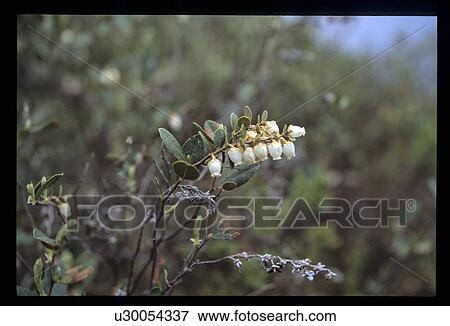 Stock Photo - Praire flower. Fotosearch