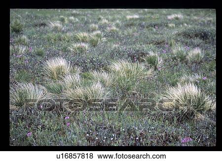 Stock Photo - Praire flowers. Fotosearch
