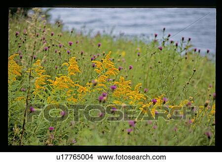 Purple and yellow flowers View Large Photo Image Picture - Purple and yellow flowers. Fotosearch