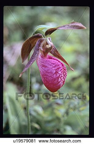 Stock Image - Purple blossom. Fotosearch