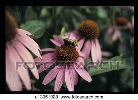 Purple cone flower with a bee View Large Photo Image Stock Photo - Purple cone flower with a bee. Fotosearch