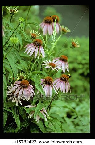 Purple cone-flowers View Large Photo Image Stock Image - Purple cone-flowers . Fotosearch