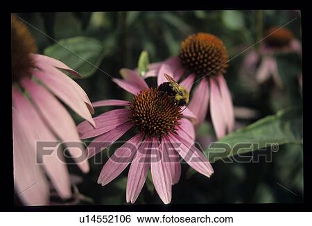 Stock Photograph - Purple coneflowers. Fotosearch