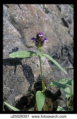 Purple flower growing out of a rock View Large Photo Image Stock Image - Purple flower growing out of a rock. Fotosearch