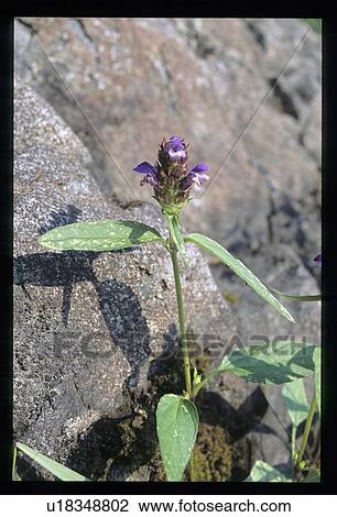 Purple flower growing out of rock View Large Photo Image Stock Image - Purple flower growing out of rock. Fotosearch