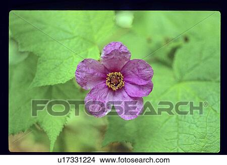 Picture - Purple flower. Fotosearch
