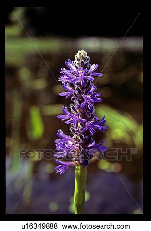 Purple flower View Large Photo Image Stock Photo - Purple flower. Fotosearch
