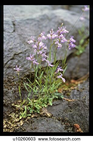 Purple flowers growing out of a rock View Large Photo Image Stock Image - Purple flowers growing out of a rock. Fotosearch