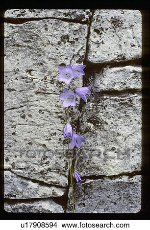 Picture - Purple flowers growing out of rock. Fotosearch