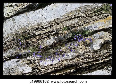 Purple flowers growing out of rocks View Large Photo Image Stock Image - Purple flowers growing out of rocks. Fotosearch