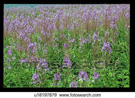 Stock Photo - Purple flowers in a meadow. Fotosearch