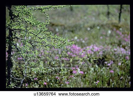 Purple flowers View Large Photo Image Picture - Purple flowers. Fotosearch